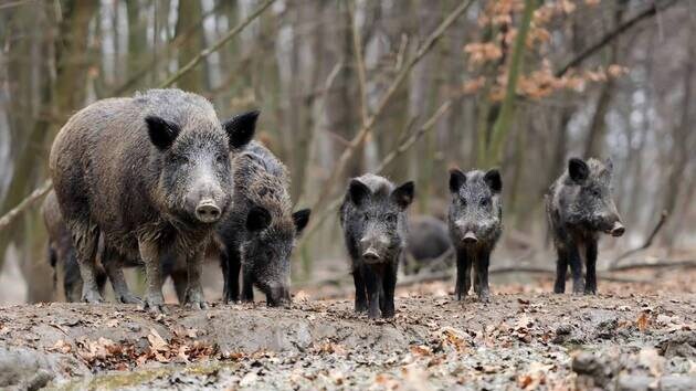 Photo d'une famille de sanglier